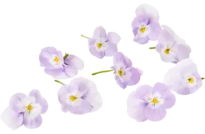Eetbare bloem Viooltjes lila 22st.